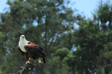 bird of prey