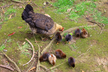 chicken, hen, rooster, poultry, cock, chick, comb, cockerel, bird, farm, feather, agriculture, fowl, beak, domestic, portrait, farming, livestock, rural, red, feathers, head, meat, bantam, colorful, 