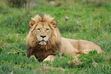 lion in the grass