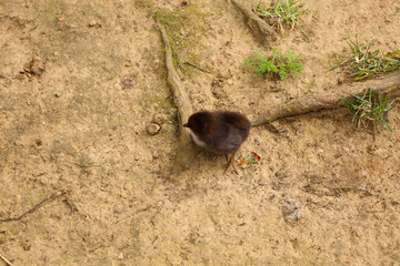 chicken, hen, rooster, poultry, cock, chick, comb, cockerel, bird, farm, feather, agriculture,...