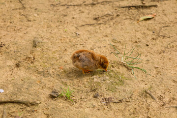 chicken, hen, rooster, poultry, cock, chick, comb, cockerel, bird, farm, feather, agriculture,...