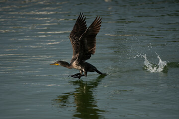 The Indian cormorant or Indian shag (Phalacrocorax fuscicollis) on natural background. Free space...