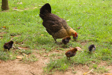 chicken, hen, rooster, poultry, cock, chick, comb, cockerel, bird, farm, feather, agriculture, fowl, beak, domestic, portrait, farming, livestock, rural, red, feathers, head, meat, bantam, colorful, 