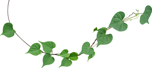 Vine plant, Branch creeper leaf green, Liana tropical nature.