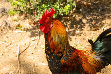 chicken, hen, rooster, poultry, cock, chick, comb, cockerel, bird, farm, feather, agriculture, fowl, beak, domestic, portrait, farming, livestock, rural, red, feathers, head, meat, bantam, colorful, 