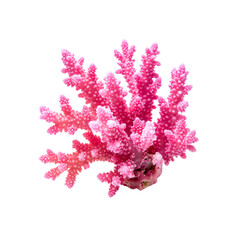 Naklejka premium Stock photo of pink coral reef marine life ocean sea underwater nature beauty on transparent background