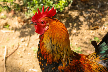 chicken, hen, rooster, poultry, cock, chick, comb, cockerel, bird, farm, feather, agriculture, fowl, beak, domestic, portrait, farming, livestock, rural, red, feathers, head, meat, bantam, colorful, 