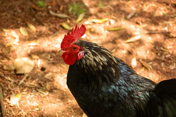 chicken, hen, rooster, poultry, cock, chick, comb, cockerel, bird, farm, feather, agriculture, fowl, beak, domestic, portrait, farming, livestock, rural, red, feathers, head, meat, bantam, colorful, 
