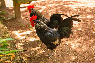 chicken, hen, rooster, poultry, cock, chick, comb, cockerel, bird, farm, feather, agriculture,...