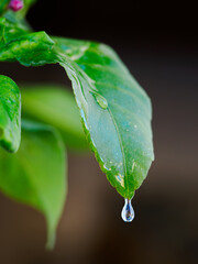Gota cayendo de una hoja