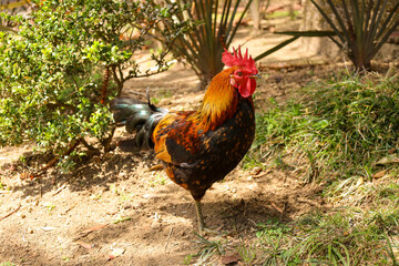 chicken, hen, rooster, poultry, cock, chick, comb, cockerel, bird, farm, feather, agriculture,...