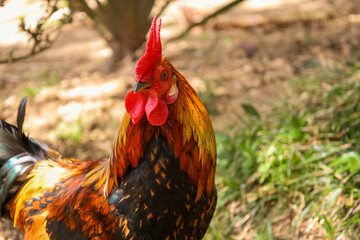 chicken, hen, rooster, poultry, cock, chick, comb, cockerel, bird, farm, feather, agriculture, fowl, beak, domestic, portrait, farming, livestock, rural, red, feathers, head, meat, bantam, colorful, 