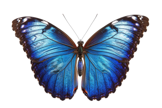 Vibrant Morpho Adonis Blue Butterfly, isolated on white background. Perfect for nature designs, on transparent background