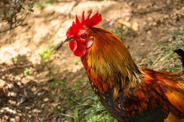 chicken, hen, rooster, poultry, cock, chick, comb, cockerel, bird, farm, feather, agriculture, fowl, beak, domestic, portrait, farming, livestock, rural, red, feathers, head, meat, bantam, colorful, 