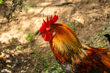 chicken, hen, rooster, poultry, cock, chick, comb, cockerel, bird, farm, feather, agriculture, fowl, beak, domestic, portrait, farming, livestock, rural, red, feathers, head, meat, bantam, colorful, 