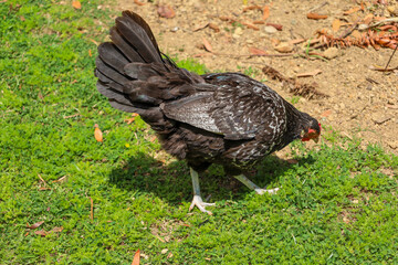 chicken, hen, rooster, poultry, cock, chick, comb, cockerel, bird, farm, feather, agriculture, fowl, beak, domestic, portrait, farming, livestock, rural, red, feathers, head, meat, bantam, colorful, 