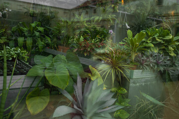 Vertical garden with lush green plants in black pots on a metal shelf, against a rustic brick and glass wall background. High quality photo