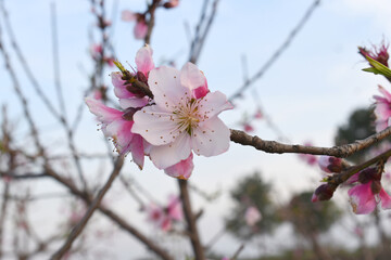 Fresh spring blossom of apple tree with green leaves, Flowering apple tree, Beautiful flowers of apple trees in spring, Spring background, flowering trees, Apple tree flower, Chakwal, Punjab, Pakistan