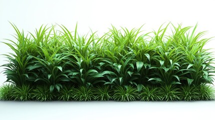 Lush green grass with detailed blades isolated against a clean white background