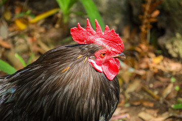 chicken, hen, rooster, poultry, cock, chick, comb, cockerel, bird, farm, feather, agriculture,...