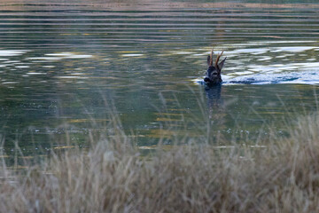A roe deer fallen into a lake