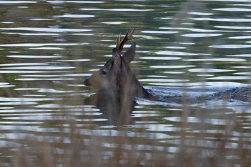 A roe deer fallen into a lake
