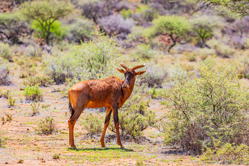 View of wildlife animals in game reserve on safari