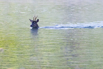A roe deer fallen into a lake