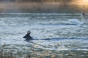 A roe deer fallen into a lake