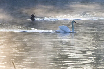 A roe deer fallen into a lake