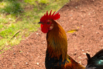 chicken, hen, rooster, poultry, cock, chick, comb, cockerel, bird, farm, feather, agriculture, fowl, beak, domestic, portrait, farming, livestock, rural, red, feathers, head, meat, bantam, colorful, 