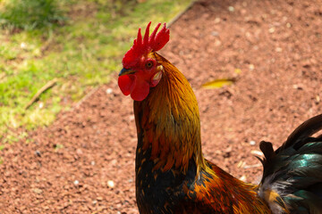 chicken, hen, rooster, poultry, cock, chick, comb, cockerel, bird, farm, feather, agriculture,...