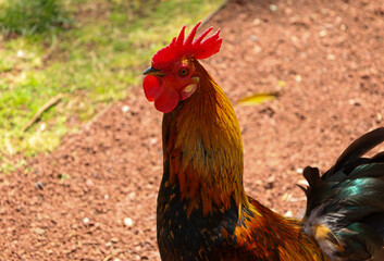 chicken, hen, rooster, poultry, cock, chick, comb, cockerel, bird, farm, feather, agriculture,...