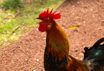 chicken, hen, rooster, poultry, cock, chick, comb, cockerel, bird, farm, feather, agriculture, fowl, beak, domestic, portrait, farming, livestock, rural, red, feathers, head, meat, bantam, colorful, 