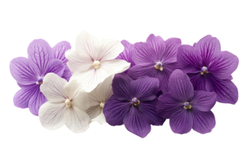 Elegant White and Violet Orchids: Isolated Floral Design Element for Branding, Decoration, and Print on transparent background