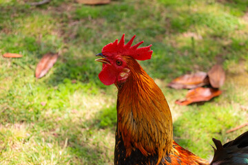 chicken, hen, rooster, poultry, cock, chick, comb, cockerel, bird, farm, feather, agriculture,...