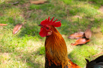 chicken, hen, rooster, poultry, cock, chick, comb, cockerel, bird, farm, feather, agriculture, fowl, beak, domestic, portrait, farming, livestock, rural, red, feathers, head, meat, bantam, colorful, 