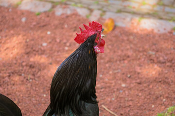 chicken, hen, rooster, poultry, cock, chick, comb, cockerel, bird, farm, feather, agriculture,...