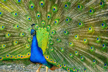 Obraz premium Colorful peacock display with vibrant feathers 