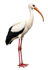 Fototapeta premium White Stork Illustration with Transparent Background