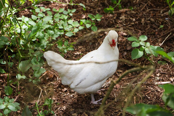 chicken, hen, rooster, poultry, cock, chick, comb, cockerel, bird, farm, feather, agriculture, fowl, beak, domestic, portrait, farming, livestock, rural, red, feathers, head, meat, bantam, colorful, 