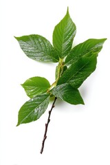 Obraz premium Fresh green leaves on a twig captured indoors under bright light during daytime