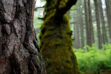Obraz premium Focus on a textured tree bark with a blurred background of lush forest vegetation during a serene afternoon