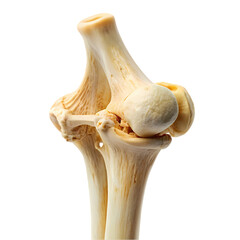 Fototapeta premium Human Elbow Joint Anatomy Model on Transparent background