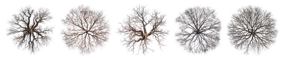 PNG Drying tree art illustrated symmetrical., transparent background
