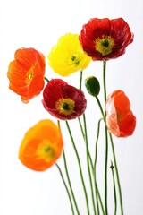 Obraz premium Freshly cut colorful poppy flowers arranged in a vase for bright decor at a spring gathering