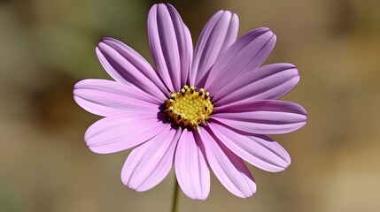 Obraz premium Closeup of a Delicate Purple Daisy Flower Blossom