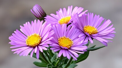 Obraz premium Vibrant Purple Aster Flowers Closeup Bouquet