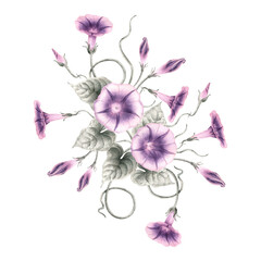 Watercolor Ipomoea morning glory flowers leaves hand drawn illustration decor. Hand painted floral elements decoration. Botanical natural objects isolated background. Fabric wrap print gift cards