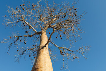In the beautiful spiny forrest of Madagacar near Ifaty. The baobab trees are very old and some over...
